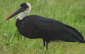 Cigogne à pattes noires