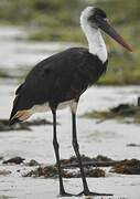 African Woolly-necked Stork