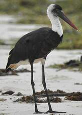 Cigogne à pattes noires