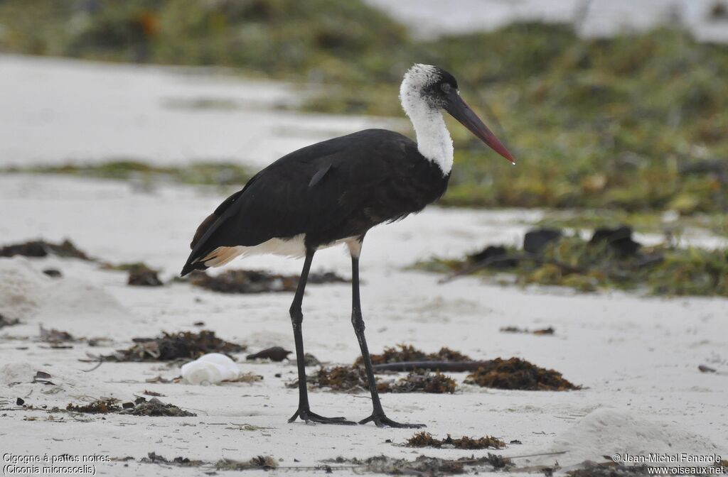 Cigogne à pattes noires