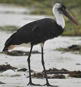 African Woolly-necked Stork