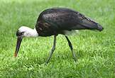 Cigogne à pattes noires