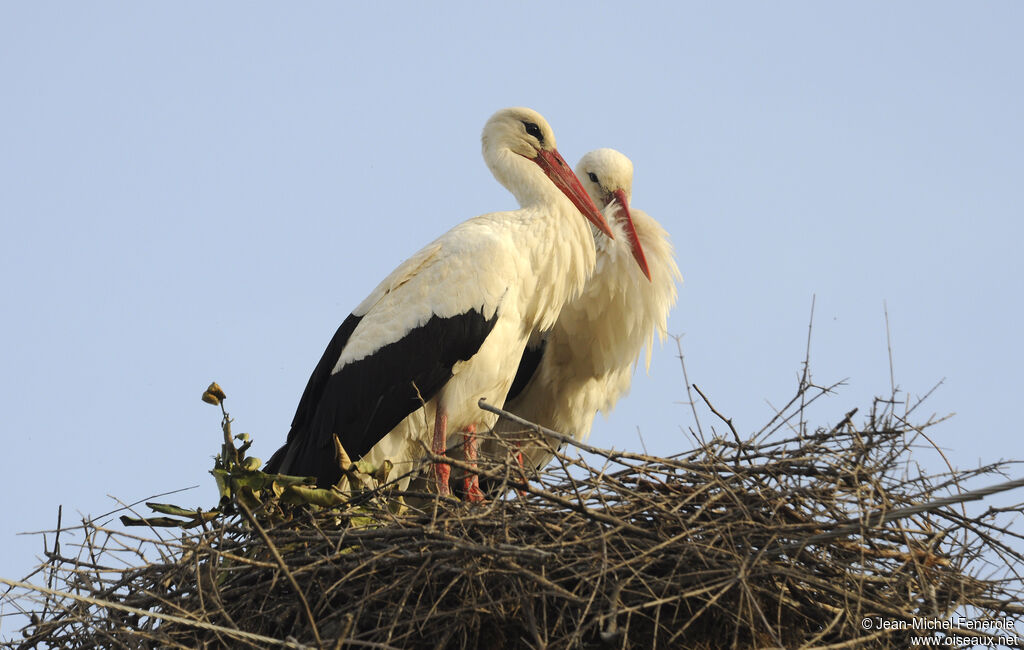 Cigogne blanche adulte