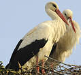 Cigogne blanche