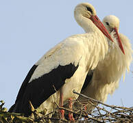 White Stork