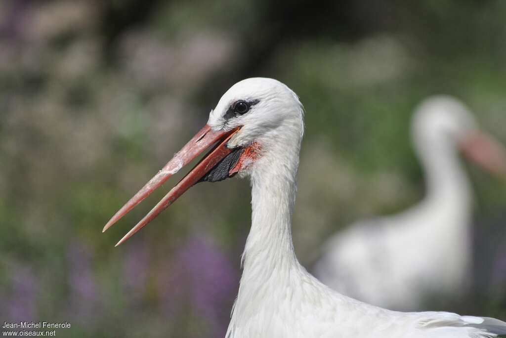 Cigogne blancheadulte, portrait