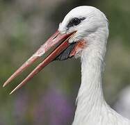 White Stork