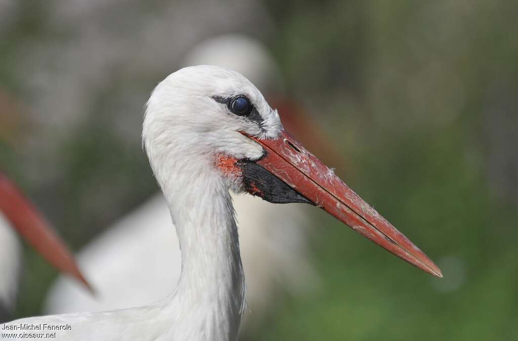 Cigogne blancheadulte, portrait