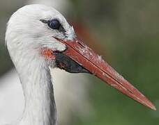 Cigogne blanche