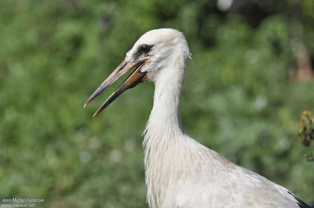 White Storkjuvenile, close-up portrait