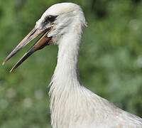 Cigogne blanche