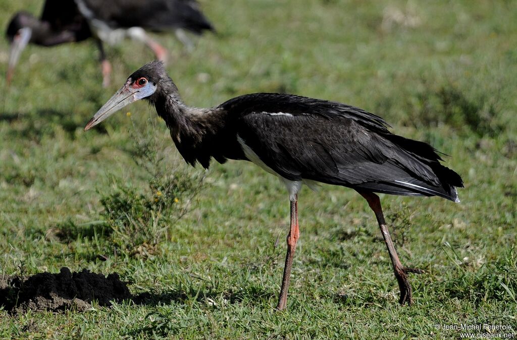 Cigogne d'Abdim