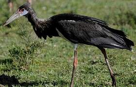 Cigogne d'Abdim