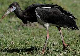 Abdim's Stork