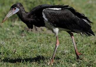 Cigogne d'Abdim