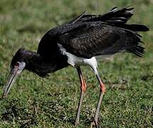 Cigogne d'Abdim