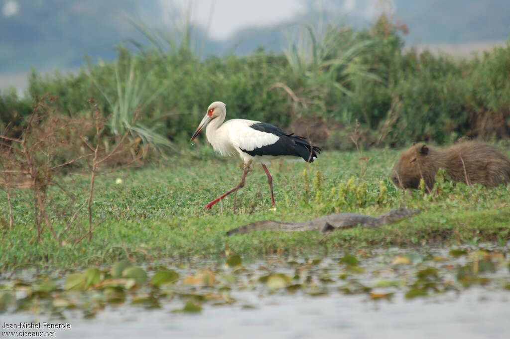 Maguari Storkadult, habitat, walking