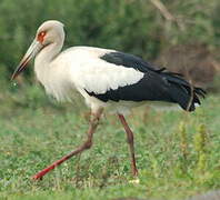 Maguari Stork