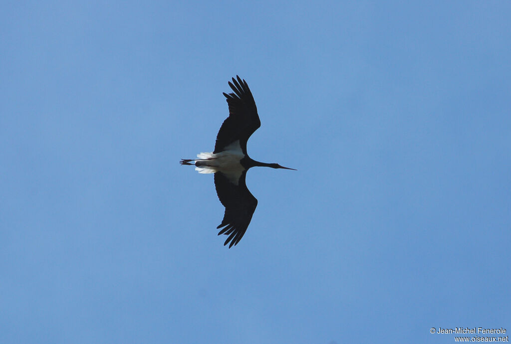 Cigogne noireadulte