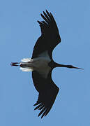 Black Stork