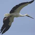 Cigogne orientale