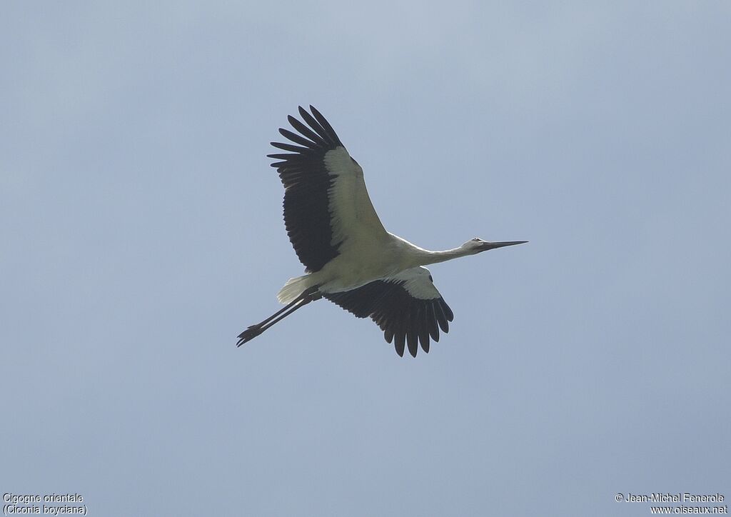 Oriental Stork