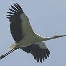 Cigogne orientale