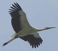 Oriental Stork