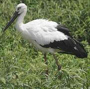 Oriental Stork