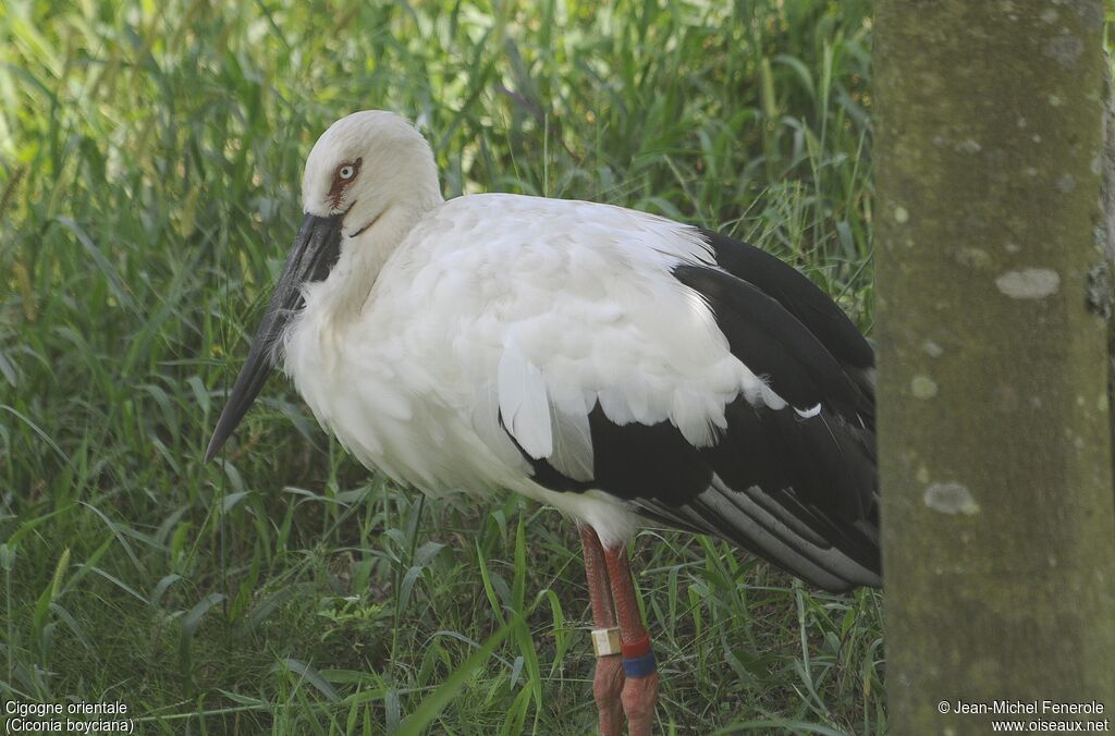 Oriental Stork