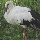 Cigogne orientale