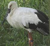 Cigogne orientale