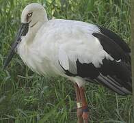 Oriental Stork