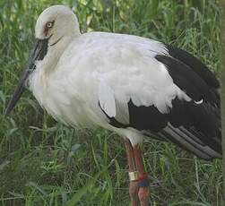 Cigogne orientale