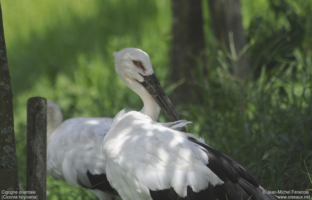 Oriental Stork