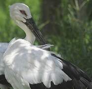 Oriental Stork