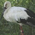 Cigogne orientale