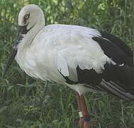 Oriental Stork