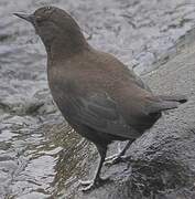 Brown Dipper