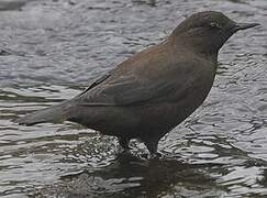 Brown Dipper