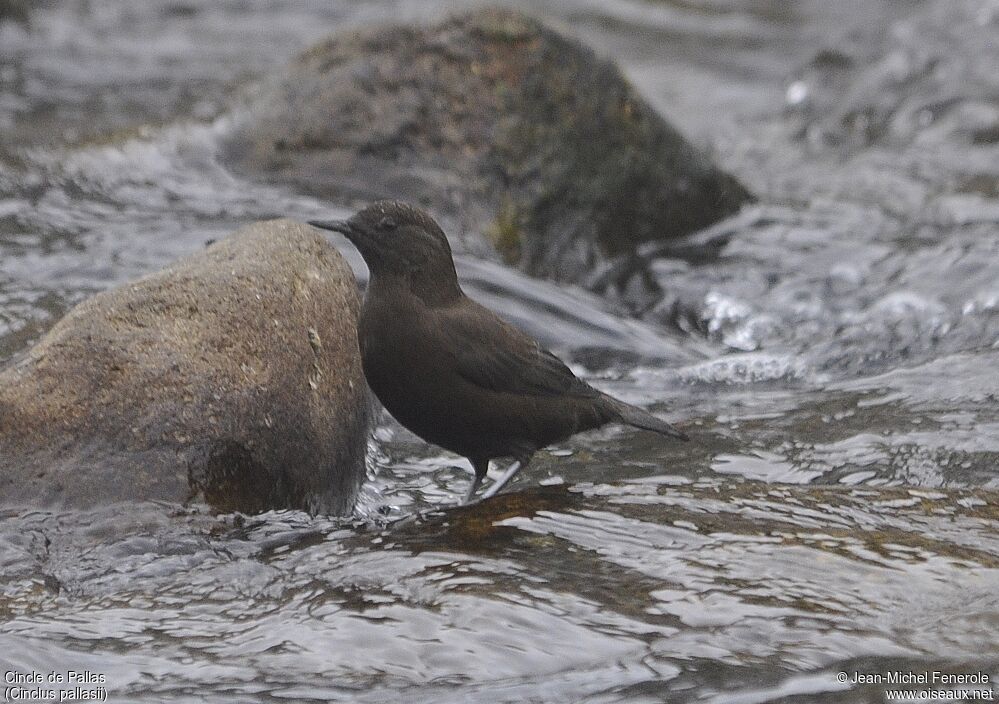 Brown Dipper