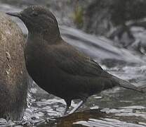 Brown Dipper