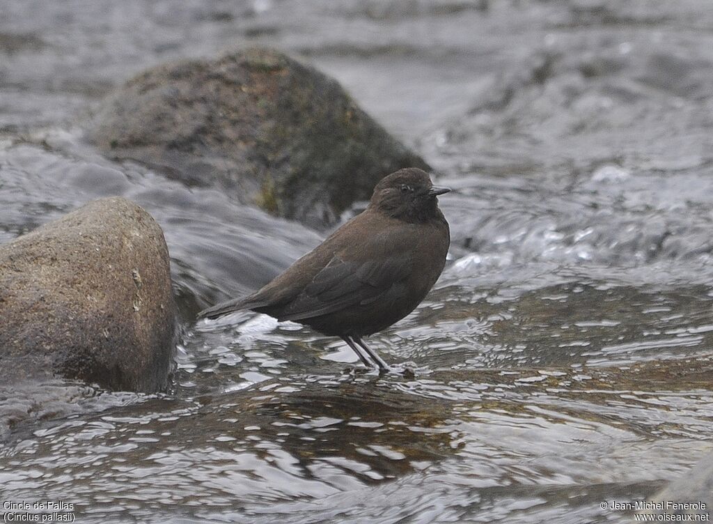 Brown Dipper