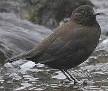 Brown Dipper