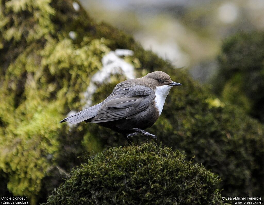 White-throated Dipper