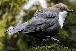 White-throated Dipper