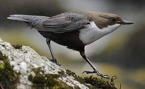 White-throated Dipper