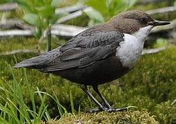 White-throated Dipper