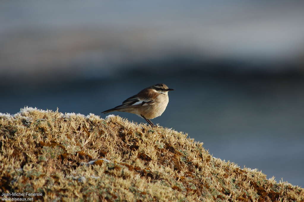 White-winged Cinclodesadult