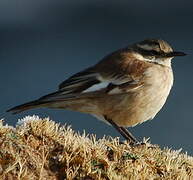 White-winged Cinclodes